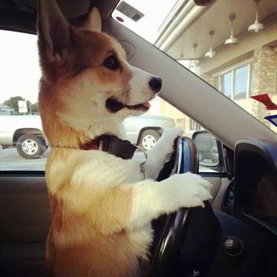 A corgi dog sits in the driver’s seat of a car with its front paws on the steering wheel, looking out the window as if driving. The background shows parked vehicles and a building.