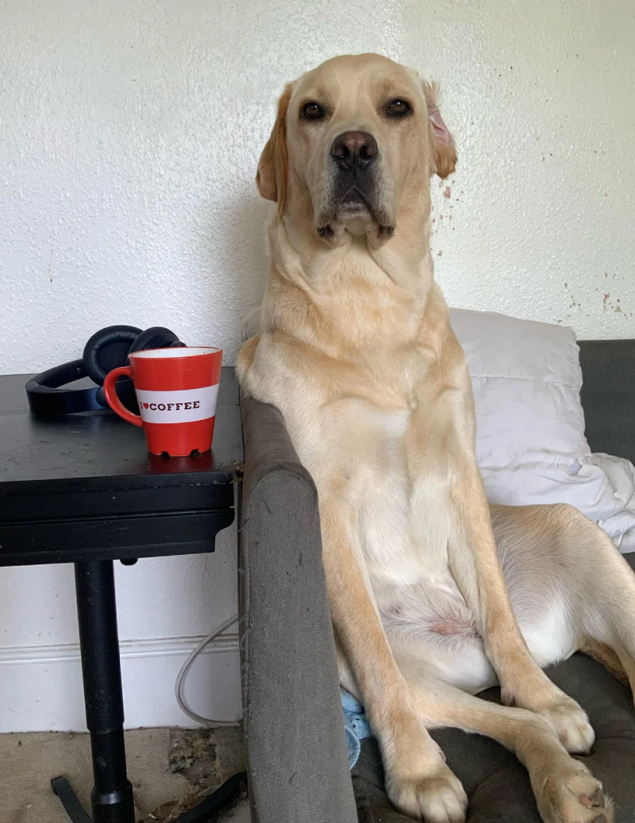 A yellow Labrador dog sits upright on a couch next to a table with red headphones and a red mug labeled "COFFEE." A pillow rests beside the dog against a plain white wall.