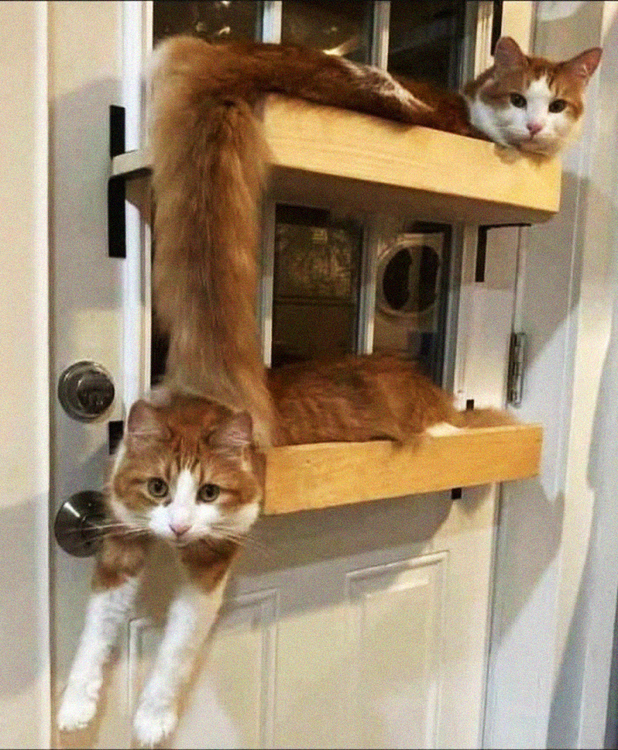 Two orange and white cats lounge in wooden shelves mounted on a door. One cat is on the top shelf, draping its tail down, while the other is on the lower shelf, with its front legs hanging out.