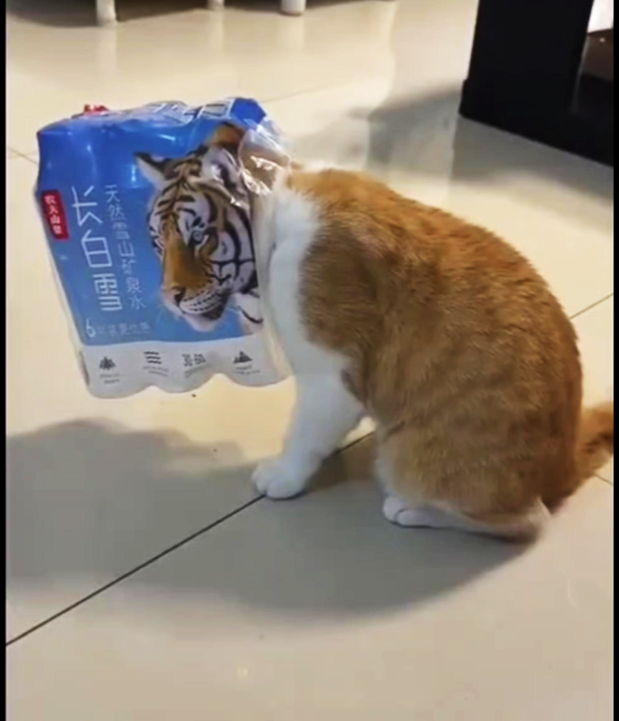 A ginger and white cat has its head stuck in a plastic water bottle packaging that features a tiger's face, making it look like the cat has a tiger's head. The cat sits on a tiled floor indoors.
