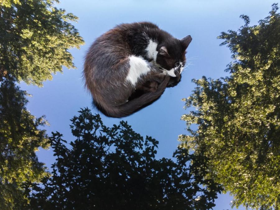 A black and white cat is curled up sleeping, appearing to float in a blue sky surrounded by green trees reflected upward.