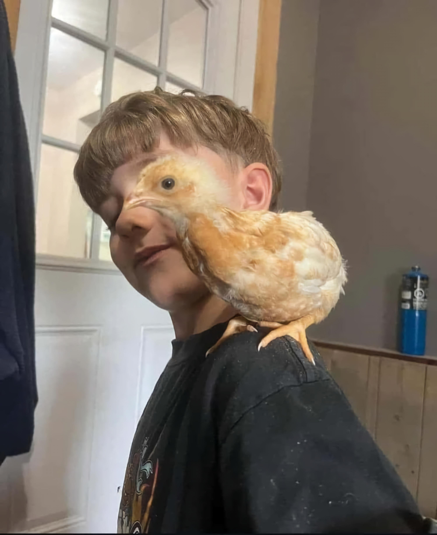 A young boy smiles while a small, light brown chick perches on his shoulder indoors. A white door, beige walls, and a blue water bottle are visible in the background.