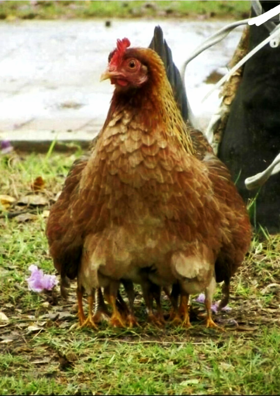 A brown hen stands on grass with several chicks partially hidden beneath her wings, visible only by their legs and feet sticking out below her body.