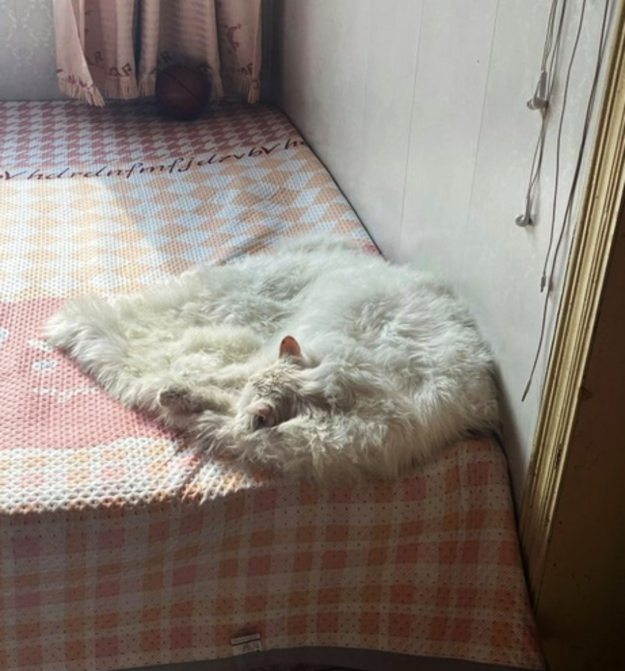A fluffy white cat is curled up and sleeping on a bed near the edge, blending in with the patterned blanket and sunlight coming through the window.