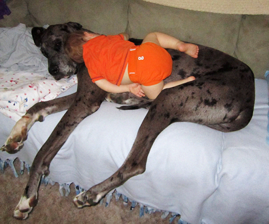 A toddler in an orange outfit naps face-down on a large black and gray Great Dane lying on a couch, both appearing comfortable and relaxed.
