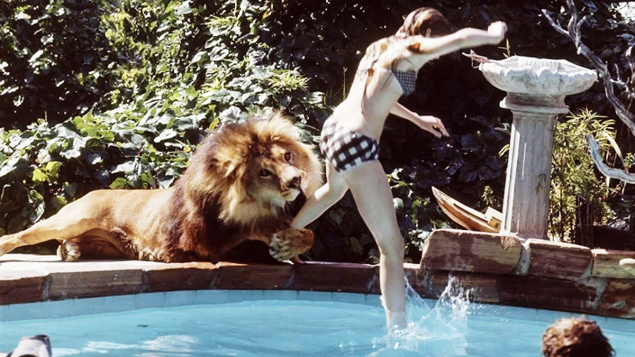 A woman in a checkered bikini tries to escape from a lion pawing at her as she climbs out of a swimming pool, surrounded by greenery and a birdbath.