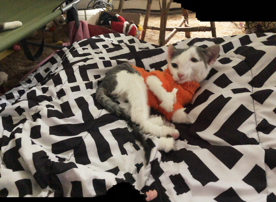 A gray and white cat wearing an orange sweater lies on a black and white geometric-patterned blanket, looking relaxed and comfortable.