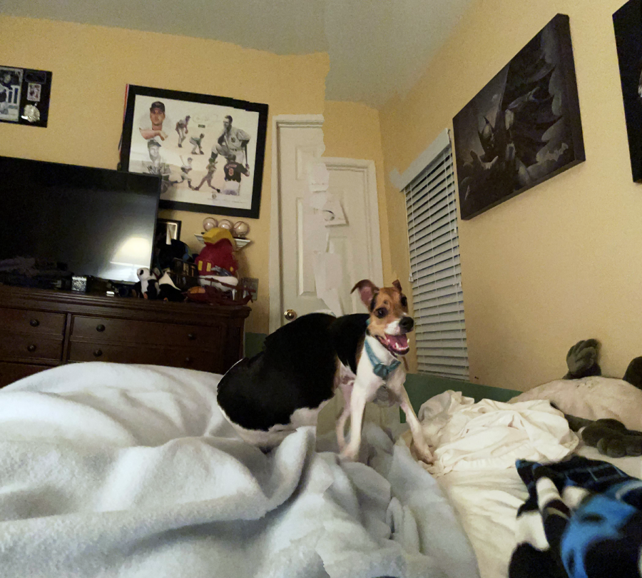 A small black, white, and brown dog stands on a bed covered with blankets in a cozy bedroom, looking happy with its mouth open. The room has yellow walls, framed art, and plush toys on the bed.