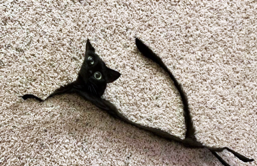 A black cat appears unusually elongated and distorted, with a stretched body and tail, lying on a beige carpet. The cat’s large eyes and head remain prominent despite the distortion.