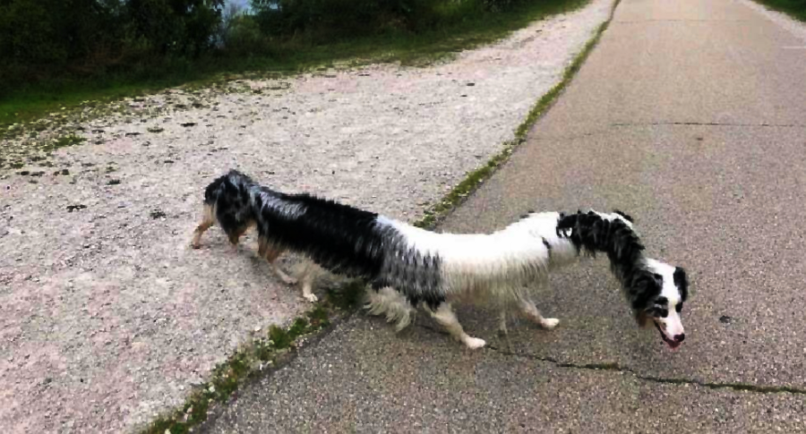 A dog with an extremely long, stretched body appears to be walking on a path, creating an optical illusion due to the camera angle. Trees and grass line the side of the path.