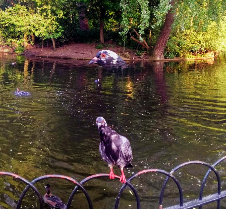 A pigeon stands on a black metal fence by a pond, with ducks swimming in the water and trees in the background. The reflection in the water creates an illusion of a giant pigeon head.