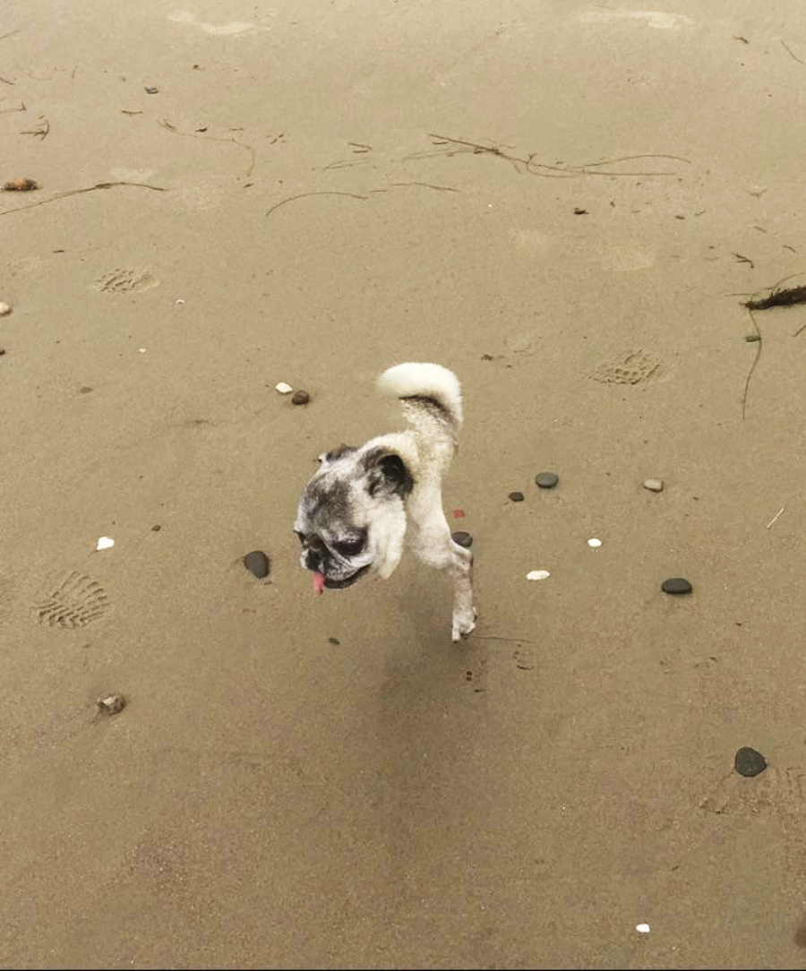 A small, light-colored dog with a curled tail runs joyfully on a sandy beach, its tongue out and ears flapping. The wet sand is scattered with small stones and footprints.