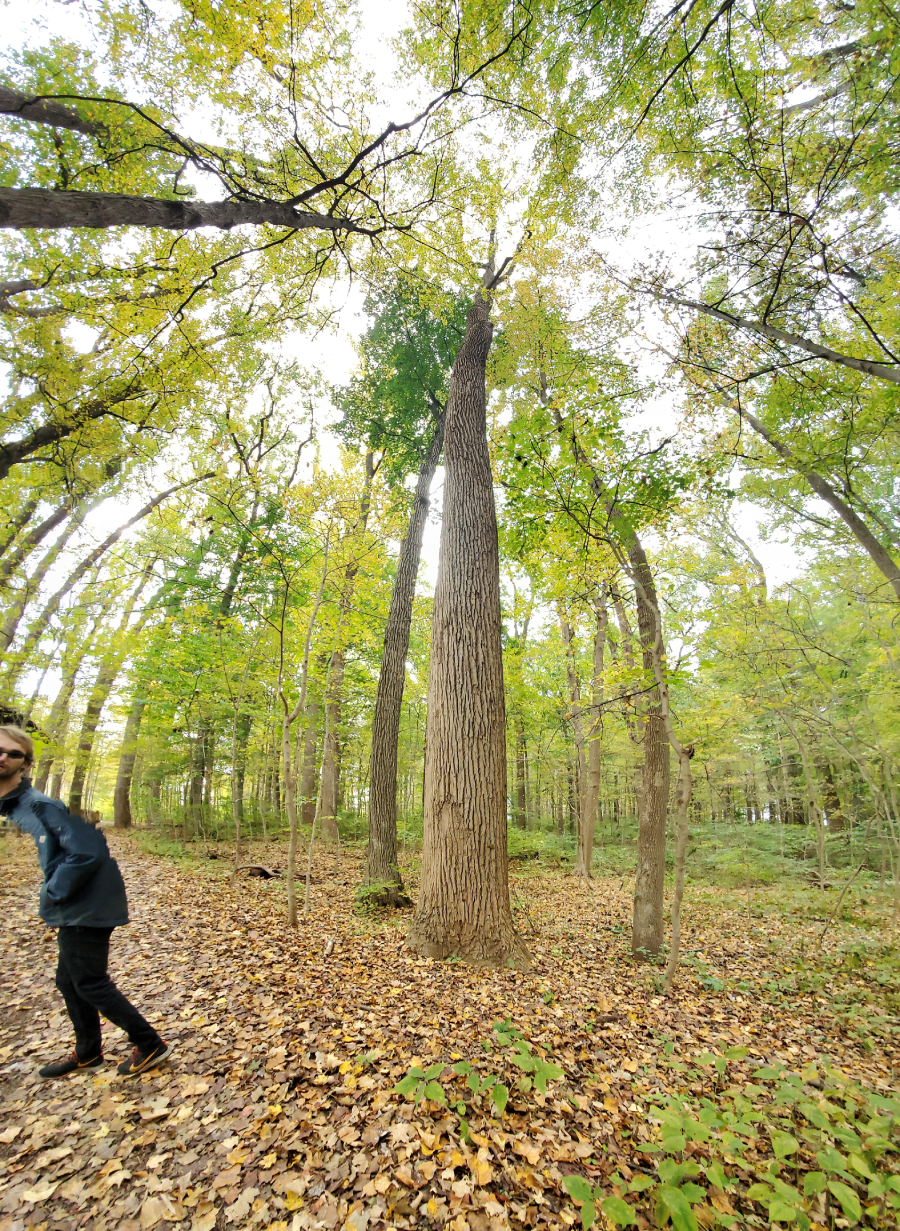 A person in a blue jacket walks through a forest with tall trees and autumn leaves covering the ground; the sky is visible through the branches.