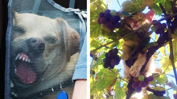 pets-sleeping-weird-places