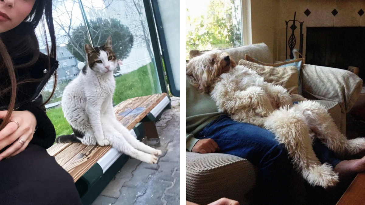 17 Pets That Act So Human It's Almost Unbelievable