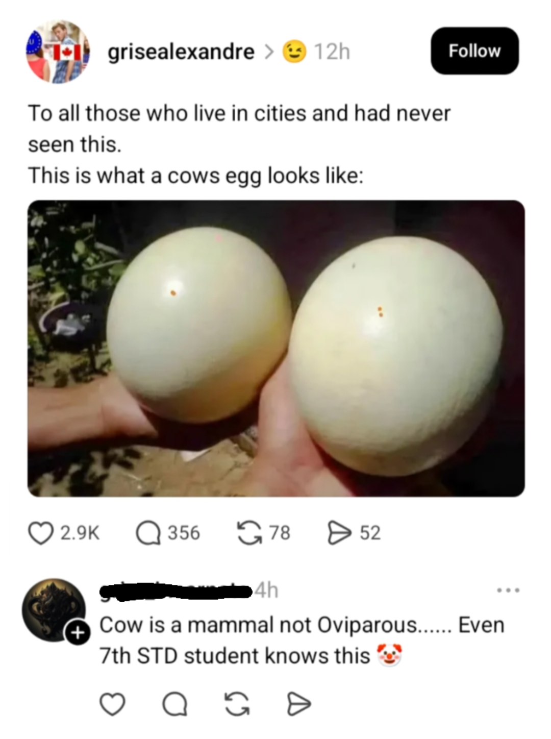 A social media post on the internet shows a photo of two round, white melons being held, jokingly labeled as "cow's eggs." A comment below corrects that cows are mammals and not oviparous, with a clown emoji.