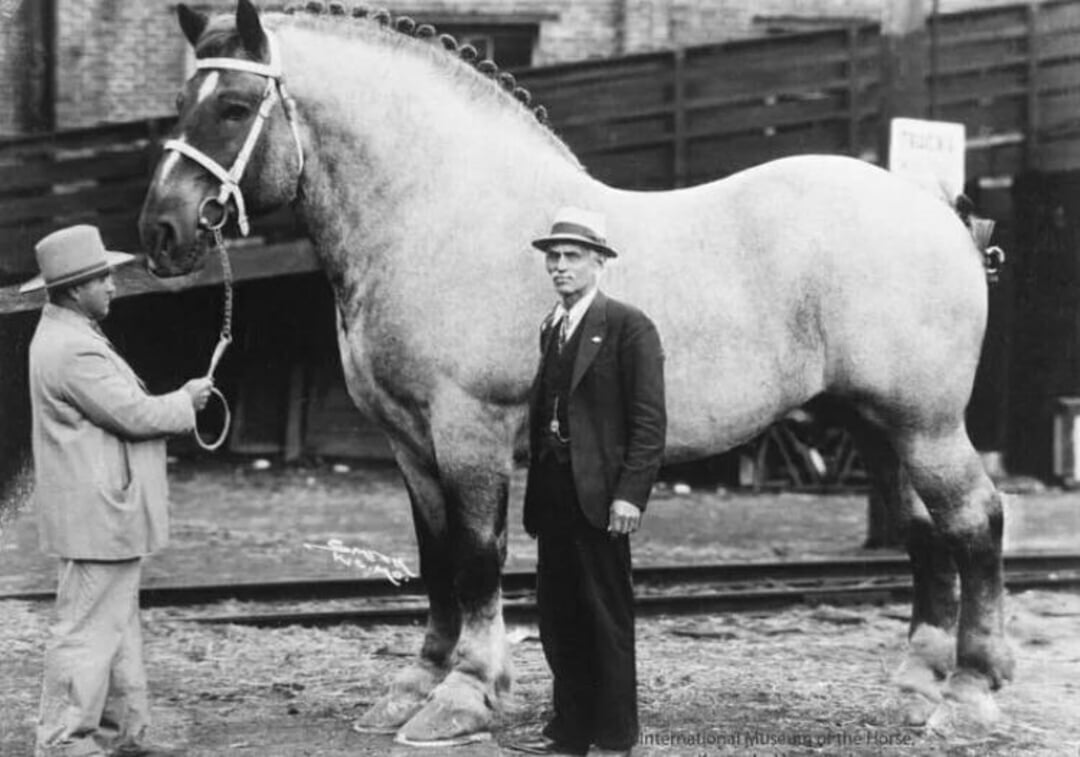 Two men in suits and hats stand beside a massive draft horse, with one man holding the horse’s lead. The horse towers over both men, showcasing its impressive size. Industrial buildings and tracks are in the background.