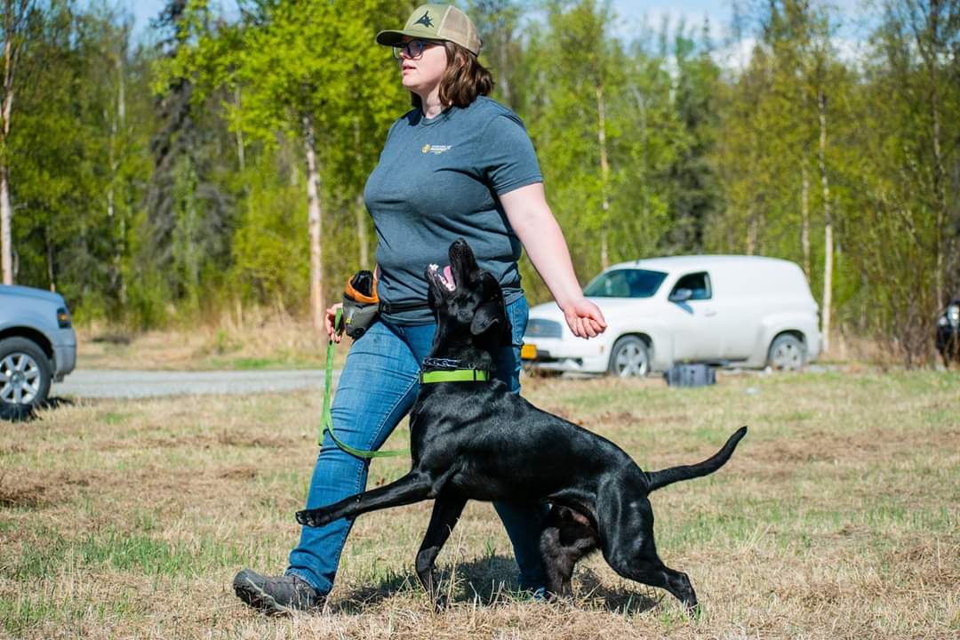 A woman in jeans, a gray t-shirt, and a cap walks on grass with a black dog on a green leash. The dog looks up at her while they walk. Trees and parked cars are visible in the background.