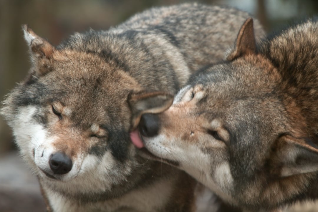 Two wolves with thick brown and gray fur are close together. One wolf is gently licking the other’s face, while the second wolf closes its eyes, appearing content and relaxed.