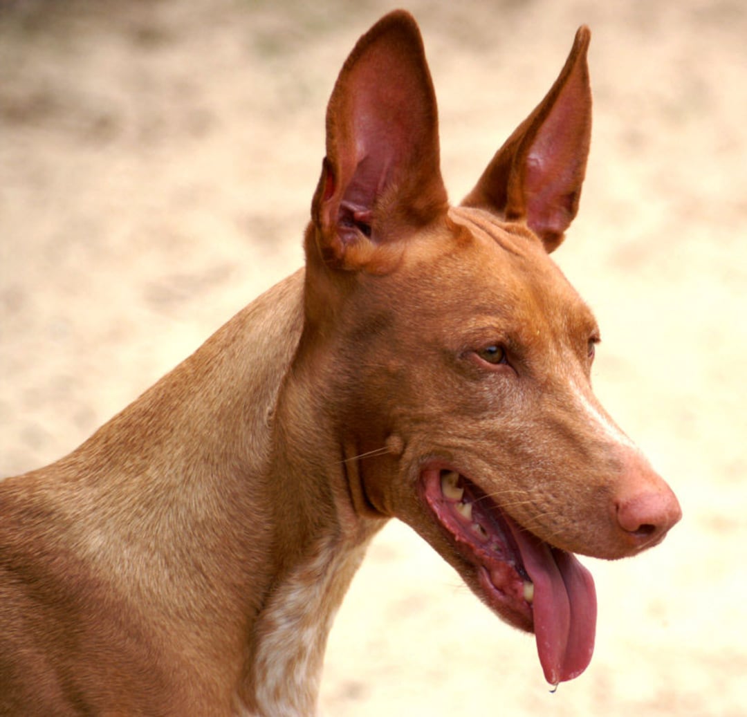 A brown dog with large, upright ears and a slender snout stands with its mouth open and tongue out. The fur is short and light brown with white markings on the neck. The background is blurred and light-colored.