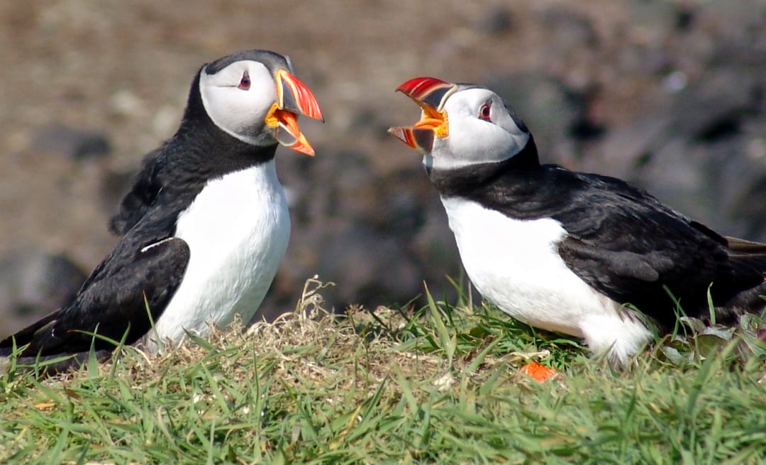 Two puffins with black and white feathers stand on grass, facing each other with their beaks open as if calling or communicating. The background is blurred, showing rocks and earth.