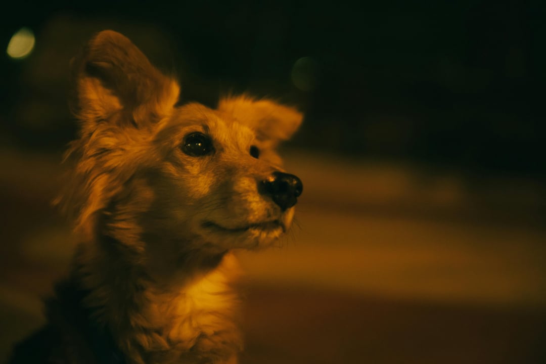 A close-up of a dog with fluffy, golden fur, gazing thoughtfully into the distance at night, illuminated by warm, soft lighting with a dark, blurred background.