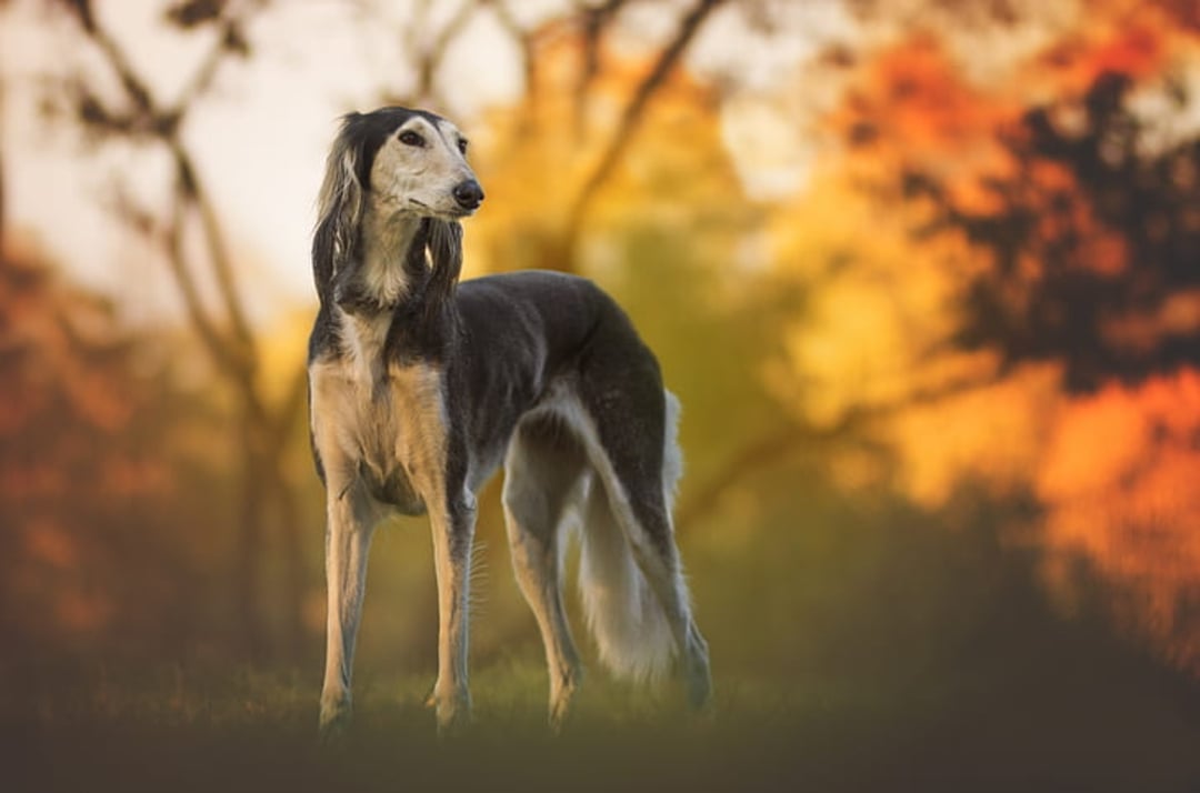 A tall, slender dog with long legs and a narrow face stands on grass, looking to the side, with an autumn forest and golden sunlight blurred in the background.