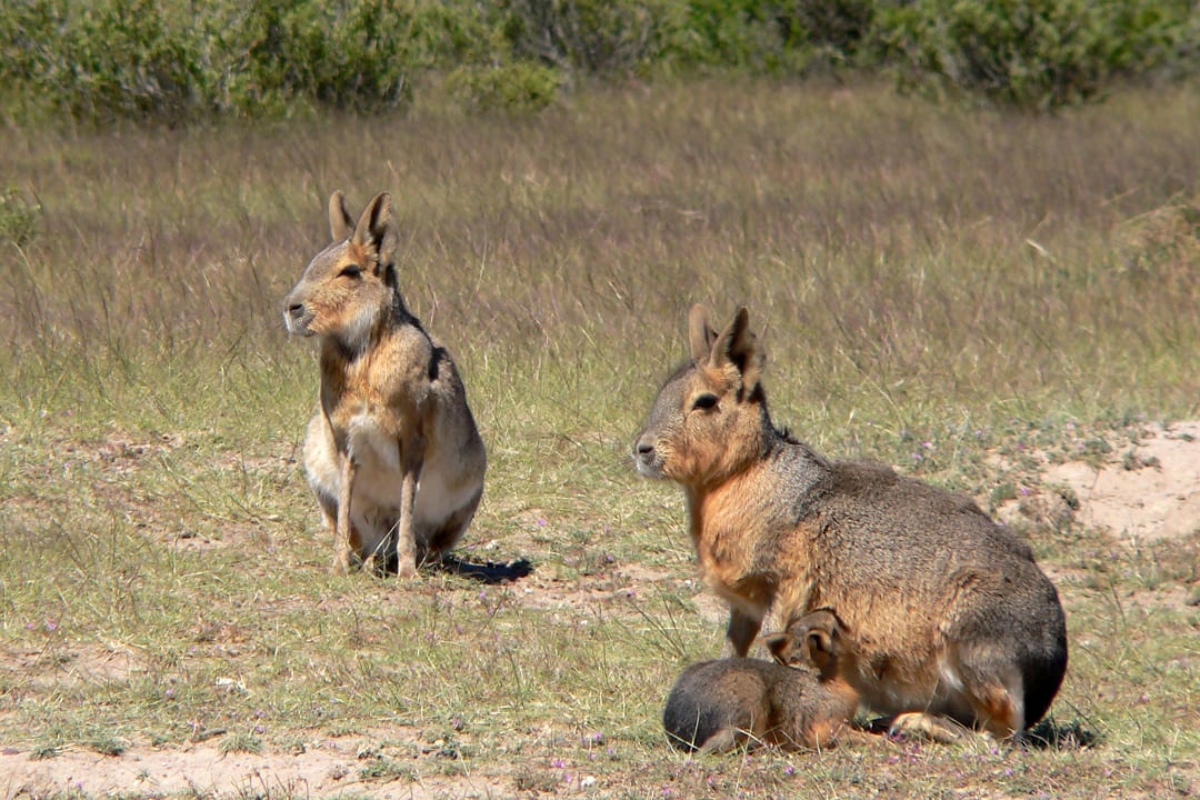 Three Patagonian maras are in a grassy, open field. Two adults are sitting upright, while a smaller mara is crouched close to the ground near one of the adults. Shrubbery is visible in the background.