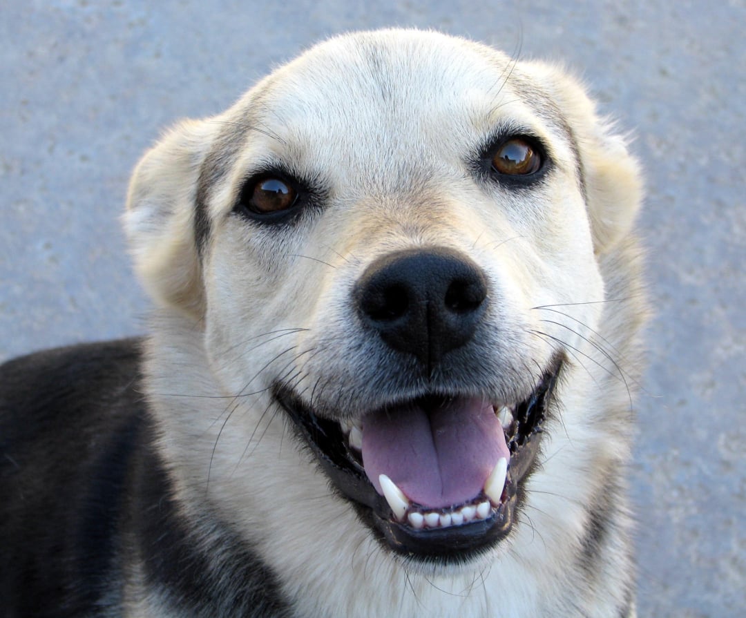 A close-up of a happy dog with light brown and black fur, mouth open and tongue out, looking up towards the camera with bright, expressive eyes. The background is a blurred gray surface.