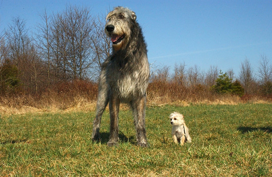 A very large, shaggy gray dog stands on grass beside a much smaller, light-colored dog. Leafless trees and a clear blue sky are in the background.