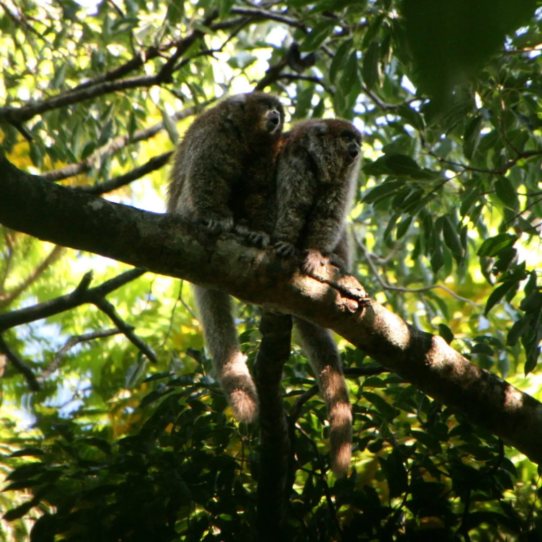 Two brown monkeys sit closely together on a tree branch, surrounded by green leaves and dappled sunlight in a forested area.