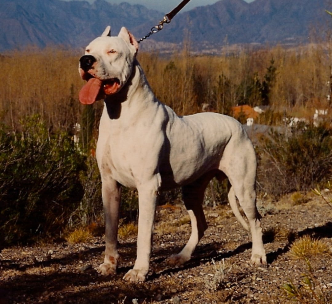 A muscular white dog with cropped ears stands alert on a leash outdoors, tongue out, with dry grass, shrubs, and distant mountains in the background.