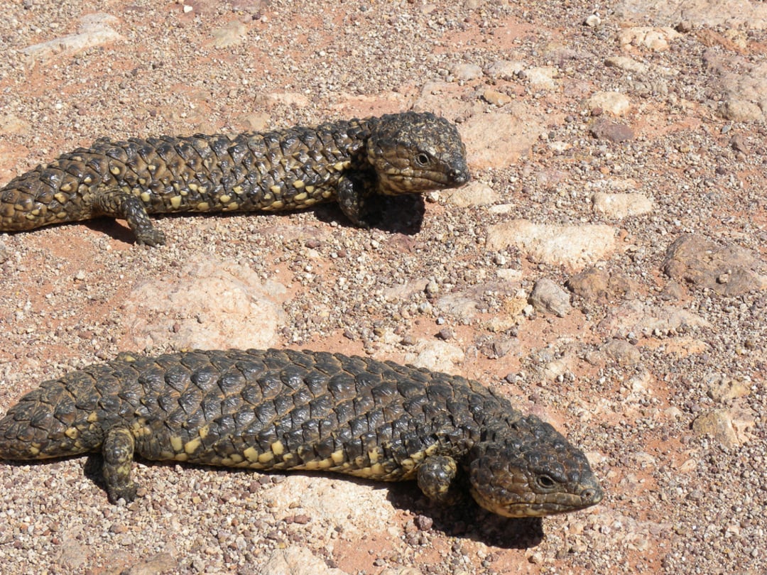 Two shingleback lizards with rough, brown, and yellowish scales are resting on rocky, sunlit ground.