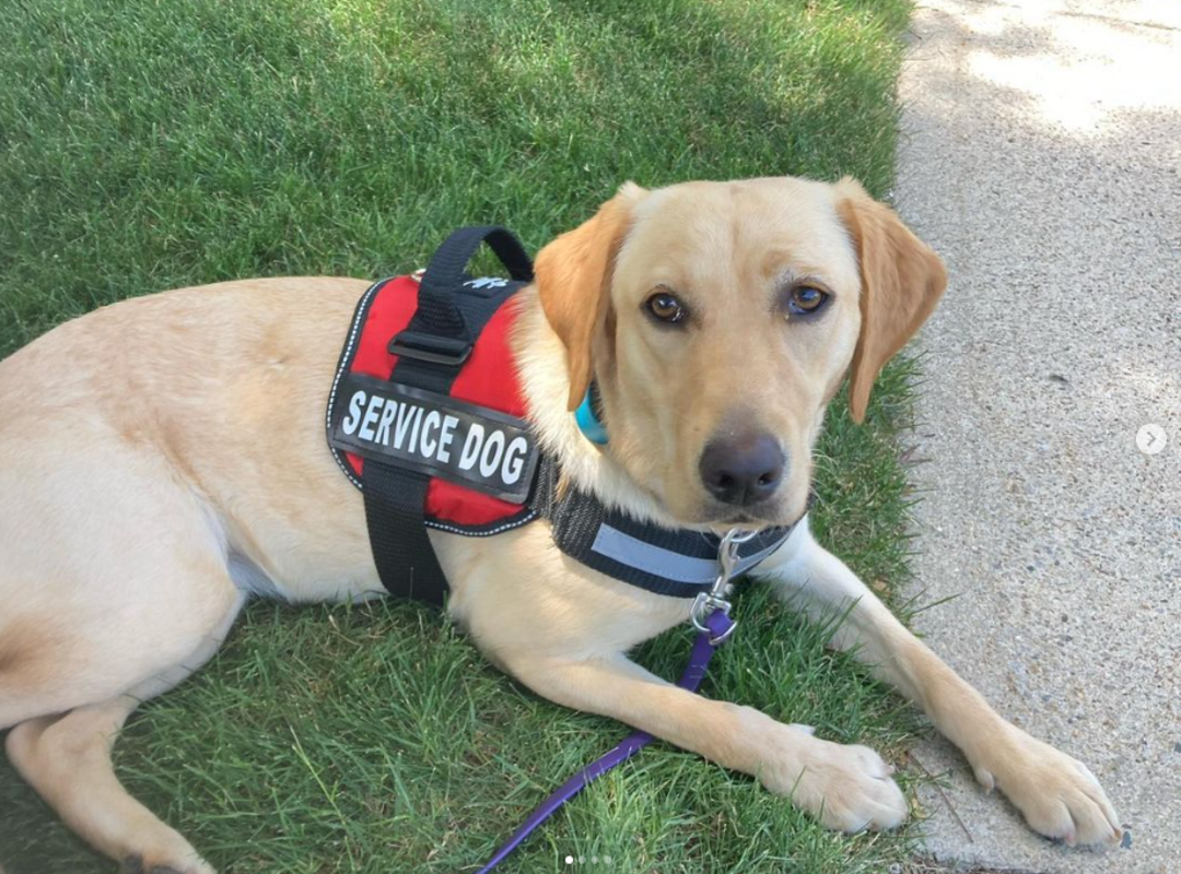 A yellow Labrador Retriever wearing a red vest labeled "Service Dog" lies on green grass next to a sidewalk, looking at the camera.