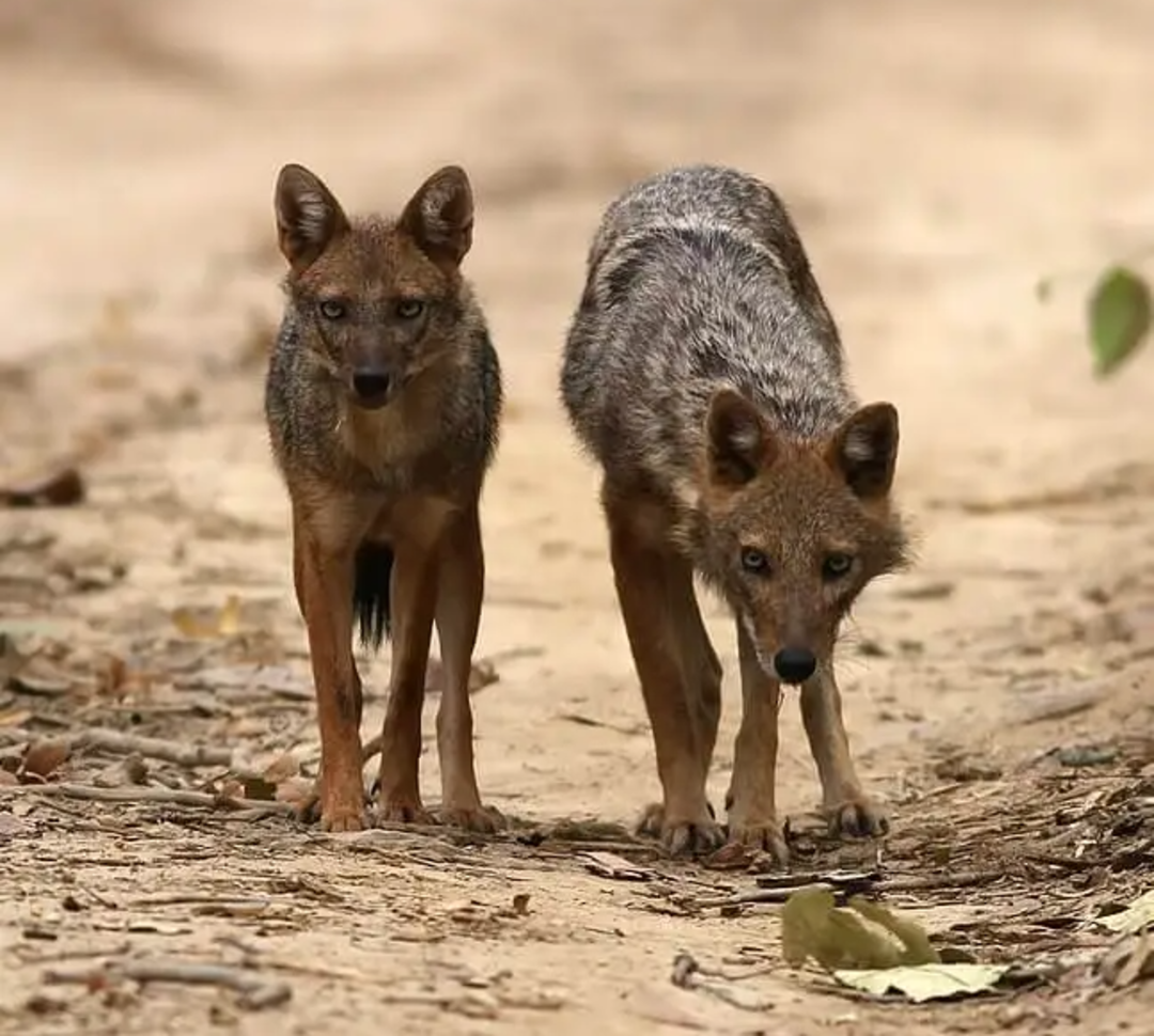 Two golden jackals stand alert on a dirt path, surrounded by dry leaves and natural debris, looking directly toward the camera in a forested area.