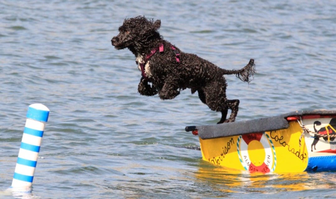 A wet black dog leaps off a colorful dock into a body of water. The dog is mid-air, wearing a harness, with a striped pole visible in the water nearby.