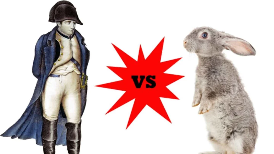 Illustration of Napoleon Bonaparte standing on the left facing a rabbit on the right, with a red starburst and "VS" between them, suggesting a humorous or unusual showdown.