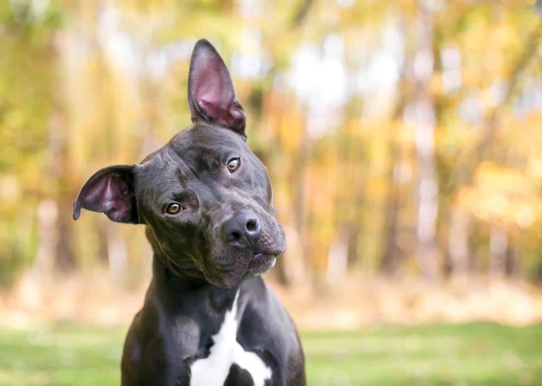 A black dog with a white chest sits outdoors, tilting its head to one side with one ear up and one ear down, against a blurred background of trees with yellow and green foliage.