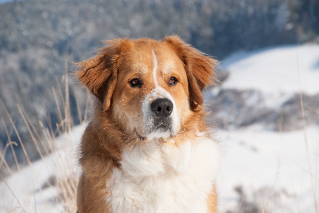 A large, fluffy brown and white dog sits outside with snow on its fur. The background shows a snowy landscape with blurred trees and hills.