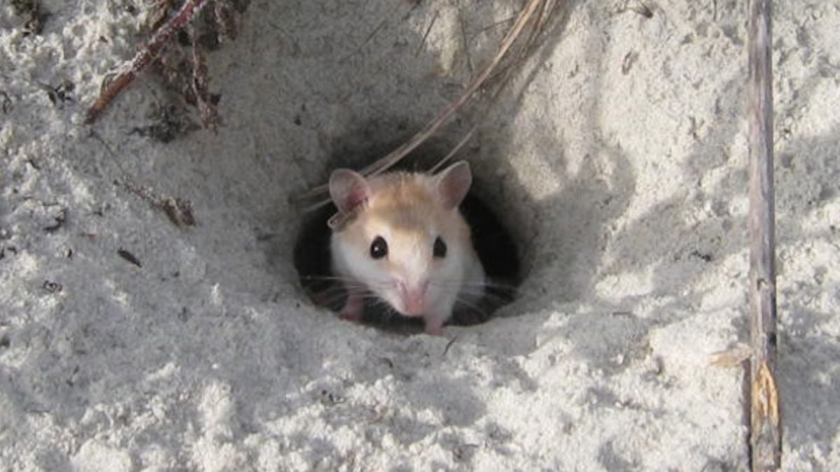 A small rodent with light fur and large dark eyes peeks out from a hole in sandy ground.
