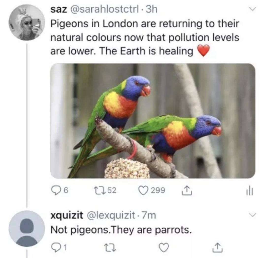 A tweet claims that pigeons in London are turning colorful due to less pollution, showing a photo of two vibrant parrots. A reply corrects the original post, saying they are parrots, not pigeons.