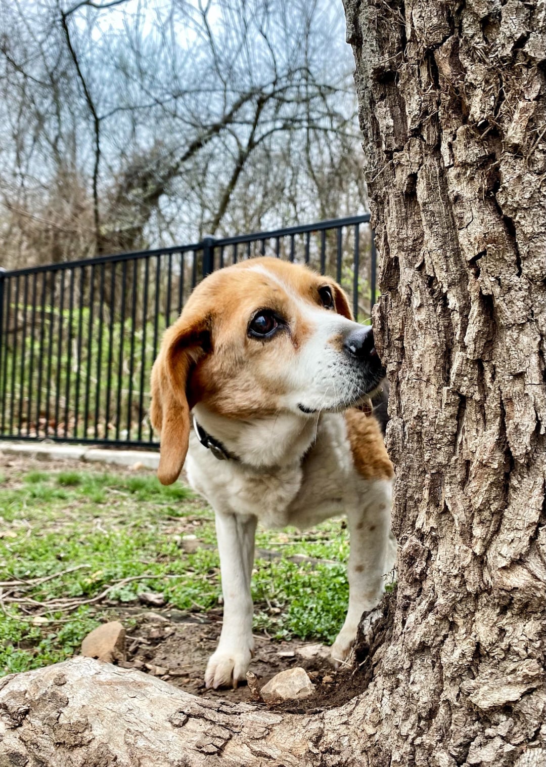 A brown and white dog stands outdoors next to a tree, looking around its trunk. A black metal fence and bare trees are visible in the background, and the ground is covered with grass and dirt.