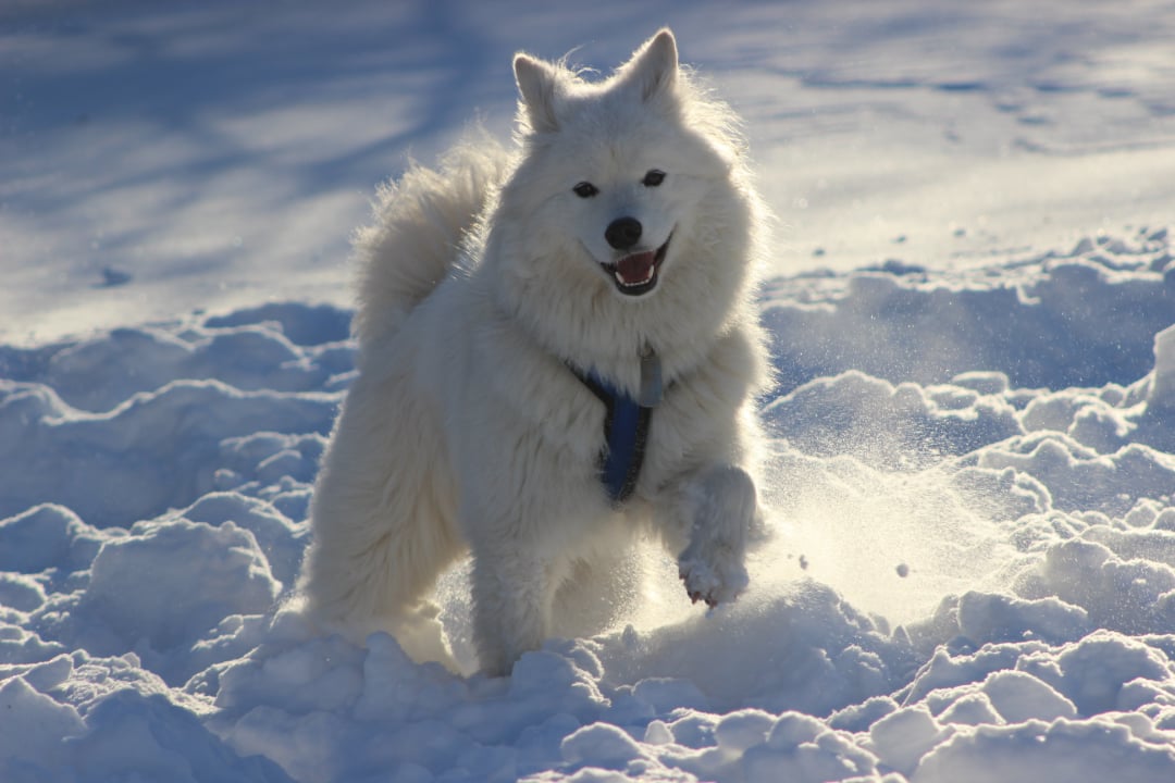 A fluffy white dog with a blue harness joyfully runs through deep snow on a sunny winter day, lifting its paw and kicking up powder as it plays.