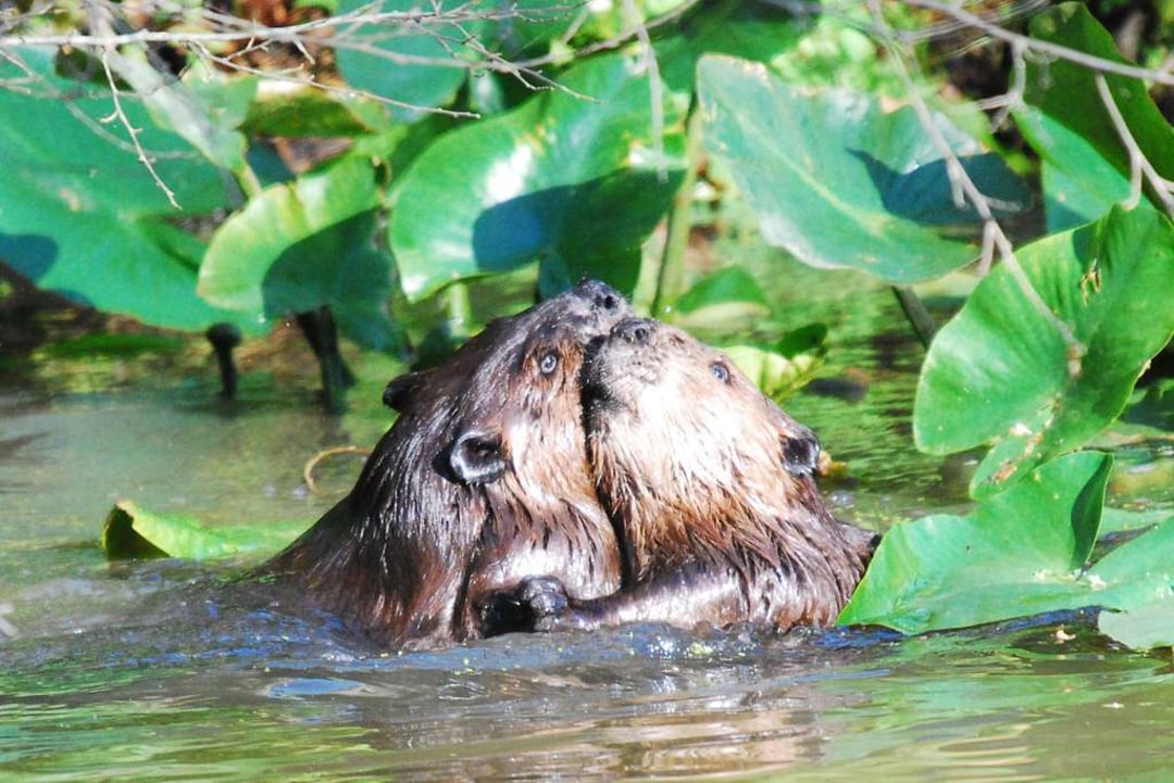 Two beavers embrace while standing in shallow water among green lily pads and leafy vegetation. Sunlight highlights their wet fur as they interact closely in their natural habitat.