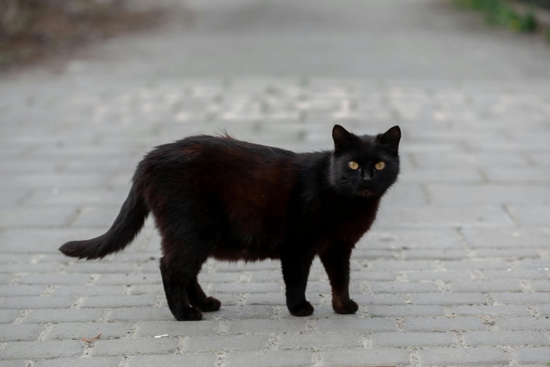 A black cat with yellow eyes stands on a paved sidewalk, looking directly at the camera. The background is out of focus, highlighting the cat as the main subject.