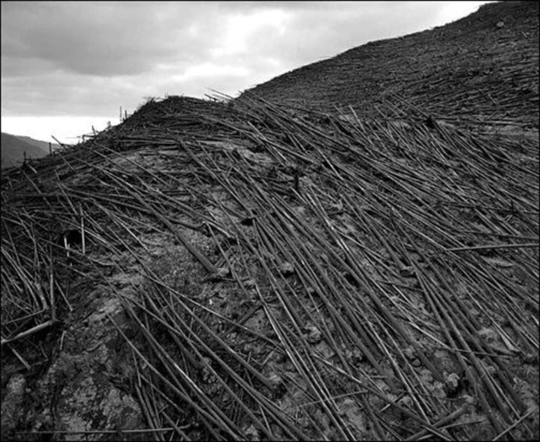 A barren hillside covered with dry, fallen sticks and branches, creating a pattern across the rocky, desolate ground under a cloudy sky.
