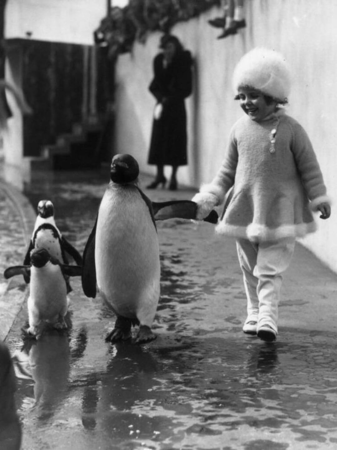 A young girl in a fluffy hat and coat walks happily while holding the flipper of a large penguin, with two smaller penguins following beside them on a wet path. A woman stands in the background.