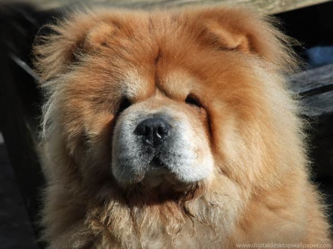 A close-up of a fluffy, reddish-brown Chow Chow dog with a thick mane and a dark nose, looking directly at the camera in natural sunlight.