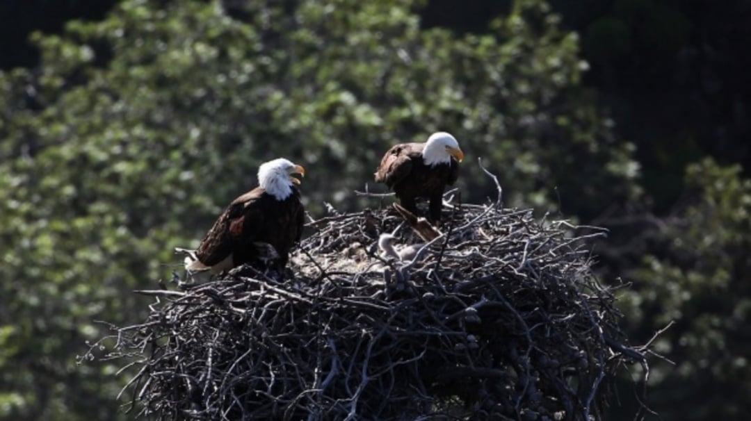 Two bald eagles perch on a large nest made of sticks, with green foliage blurred in the background. The eagles appear to be watching over their nest.