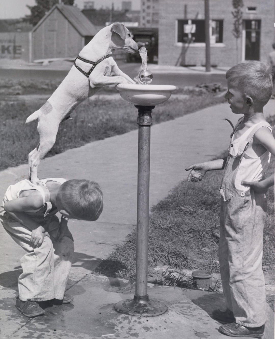 A black and white photo of a dog standing on a boy’s bent back to drink from a water fountain, while another boy in overalls stands nearby watching and smiling.